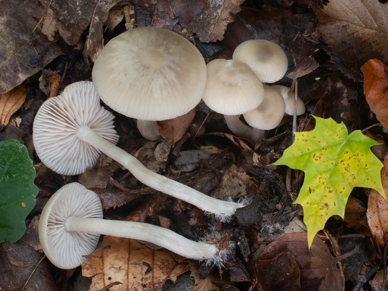 Entoloma nidorosum